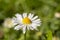 Dewy daisy flower on a meadow