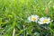 Dewy daisy flowers in grass. Soft focus.