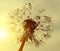 Dewy dandelion flower at sunrise close up.