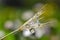 Dewy dandelion seed closeup. Daisy flower reflection in dew drops.