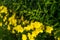 Dewy evening primroses in the flowerbed in the ornamental garden in a rainy day