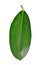 Dewy Ficus leaf