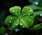 Dewy Four-Leaf Clover Perfect for St. Patrick's Day