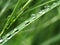 Dewy grass