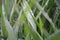 Dewy grass blades in the garden