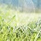 Dewy grass and dewy spider net