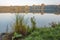 Dewy grass and rushes during dawn on the edge of a lake in the a