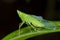 A dewy, green treehopper