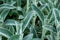 Dewy ironwort plants growing in the mountains - Sideritis syriaca leaves close up