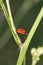 Dewy ladybug crawling on grass