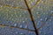Dewy leaf skeleton, leaf background with veins and cells