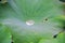 dewy lotus leaves in a pond