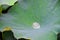 dewy lotus leaves in a pond