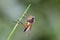 Dewy marsh snipefly on leaf in field