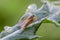 Dewy marsh snipefly on leaf in field