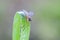 Dewy marsh snipefly on leaf in field