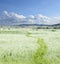 Dewy meadow and blue sky