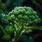 Dewy Morning Broccoli