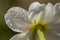 Dewy Narcissus poeticus flower