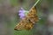 Dewy Orange Moth sitting on flower