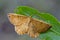 Dewy Orange Moth sitting on leaf