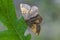 Dewy Orange Moth sitting on leaf