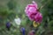 Dewy peony flower in the garden ...