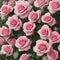 dewy pink roses with water drops on petal