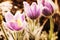 Dewy Pulsatilla slavica in spring garden, beauty filter