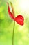 Dewy red anthurium flower