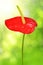 Dewy red anthurium flower