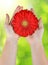 Dewy red gerbera flower in hands