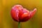 Dewy red tulip flower