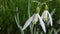 Dewy snowdrop (Galanthus).