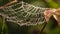 Dewy Spider Web in Early Morning Light