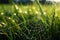 Dewy Spider Web on Green Grass