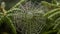 Dewy Spider Web on Green Leaf in Forest