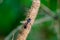 Dewy tachinid fly sitting on bent