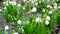 Dewy tufts of spring snowflake Leucojum vernum in moist soil in the alder forest. Camera close up move near of fresh snowflakes