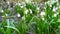 Dewy tufts of spring snowflake Leucojum vernum in moist soil in the alder forest. Camera close up movement near of fresh plants