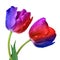 Dewy tulips