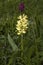 Dewy wild herb in Slovak mountain meadows