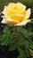 Dewy Yellow Rose