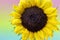 Dewy Yellow Sunflower with Pastel Rainbow Background