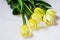 Dewy yellow tulip buds on white background