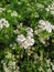 Dhaniya, coriander natural white flower and wallpaper background.
