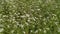 Dhaniya fresh green flowering plants on asian field white flower coriander