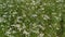Dhaniya fresh green flowering plants on asian field white flower coriander