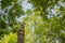 the dharmachakra in forest of Wat Umong temple in Chiang Mai, Th