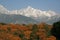 Dhauladhar Himalayas view from Tea Garden